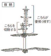 複梢と整理の方法-写真イメージ