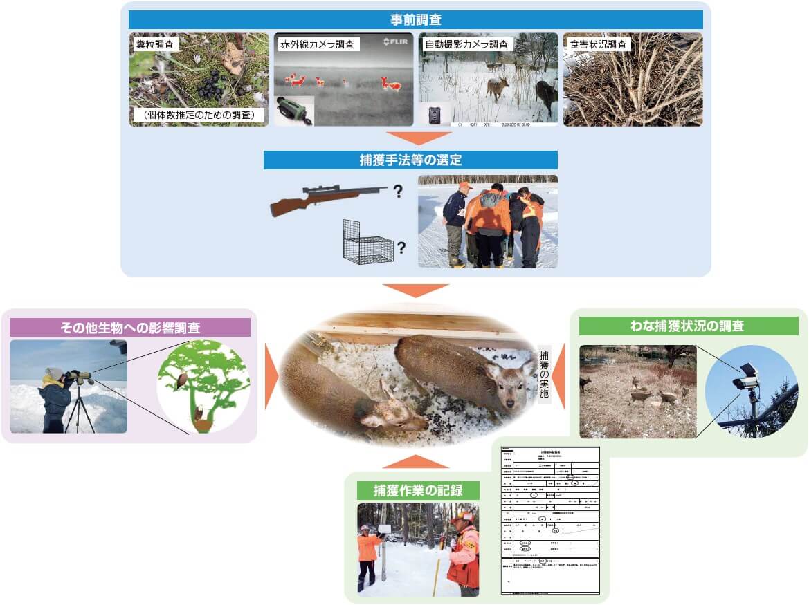 事前調査/捕獲手法等の選定/わな捕獲状況の調査/捕獲の実施/捕獲作業の記録/その他生物への影響調査