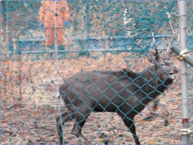 エゾシカ捕獲